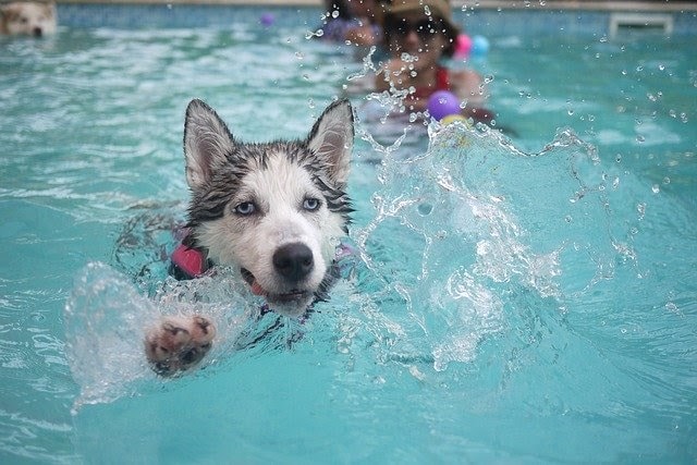 husky dog swims in the pool with the family